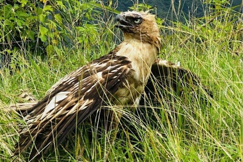 Unang Aktibong Pugad ng South Philippine Hawk-Eagle, Natagpuan sa Leyte
