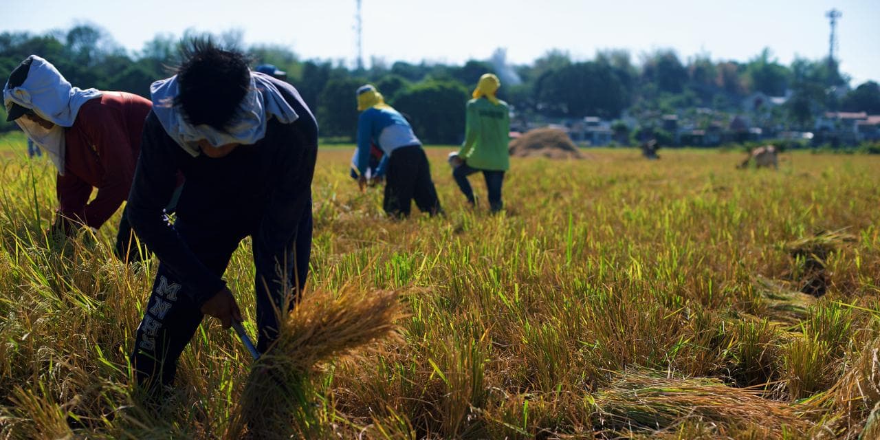 29 kalsadang pang-agrikultura itatayo sa Mimaropa