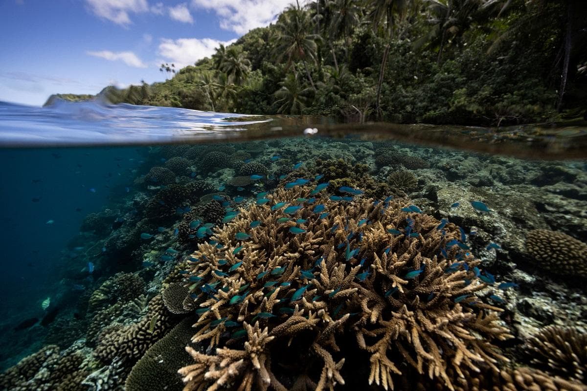 Pagtaas ng Antas ng Dagat, Banta sa Paglaganap ng mga Dayuhang Uri ng Dagat, Ayon sa mga Siyentipiko