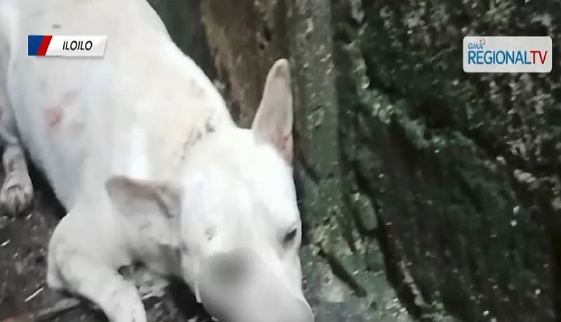 Buntis na asong-gala, nailigtas matapos hampasin ng kahoy sa Bacolod; may bali at sugat