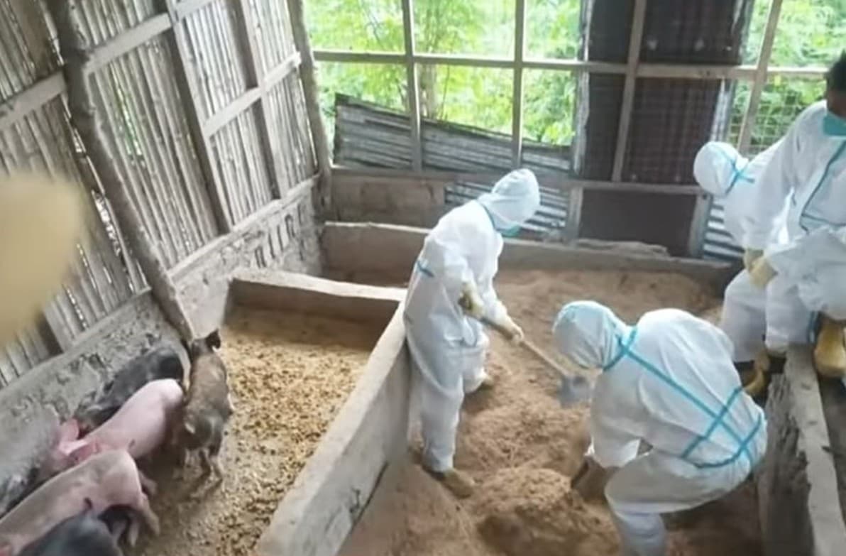 Siyam na Baboy sa Cebu City, Nagpositibo sa African Swine Fever