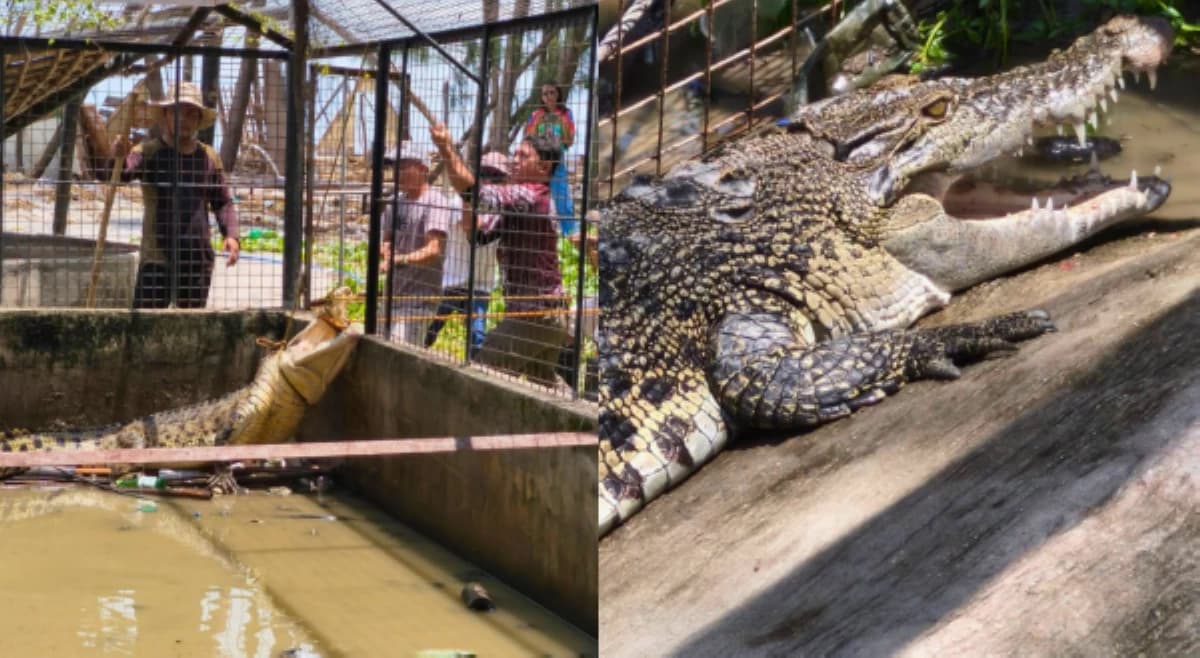 Tatlong buwaya, nailigtas sa Zambales