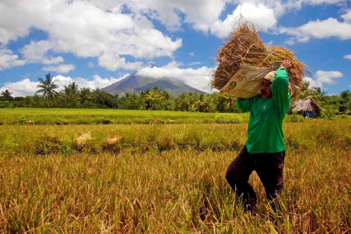 Babala ng DA ukol sa Posibleng Pagbaba ng Produksyon ng Palay sa Ikatlong Kuwarter Dahil sa Banta ng El Niño