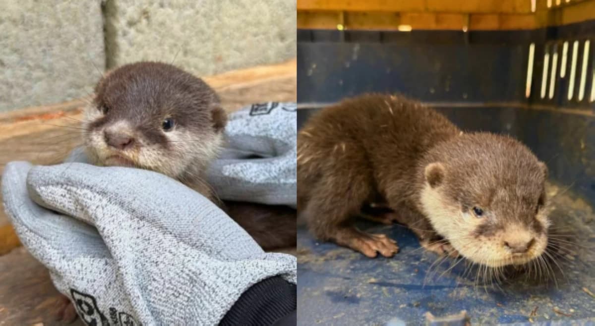 Juvenile Asian Small-Clawed Otter, Naibalik sa Tahanan Matapos Matagpuan sa Kalsada
