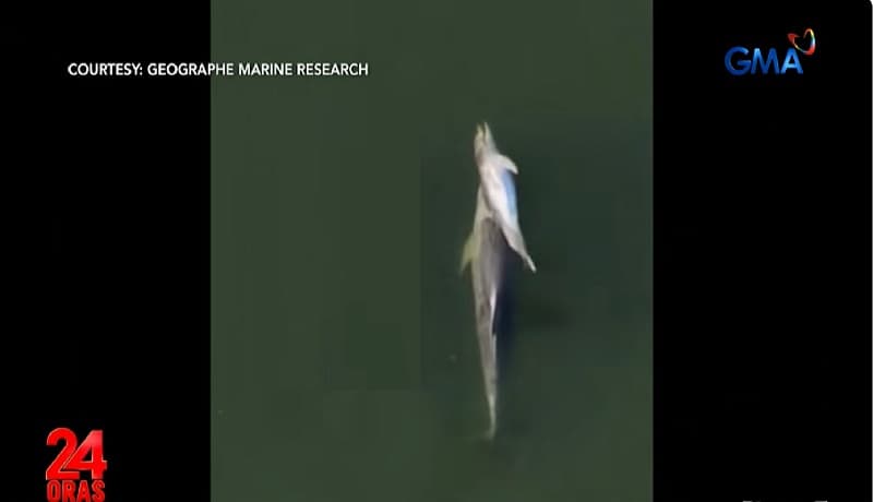 Inang dolphin, nagpakita ng matinding pagmamahal sa pumanaw na anak