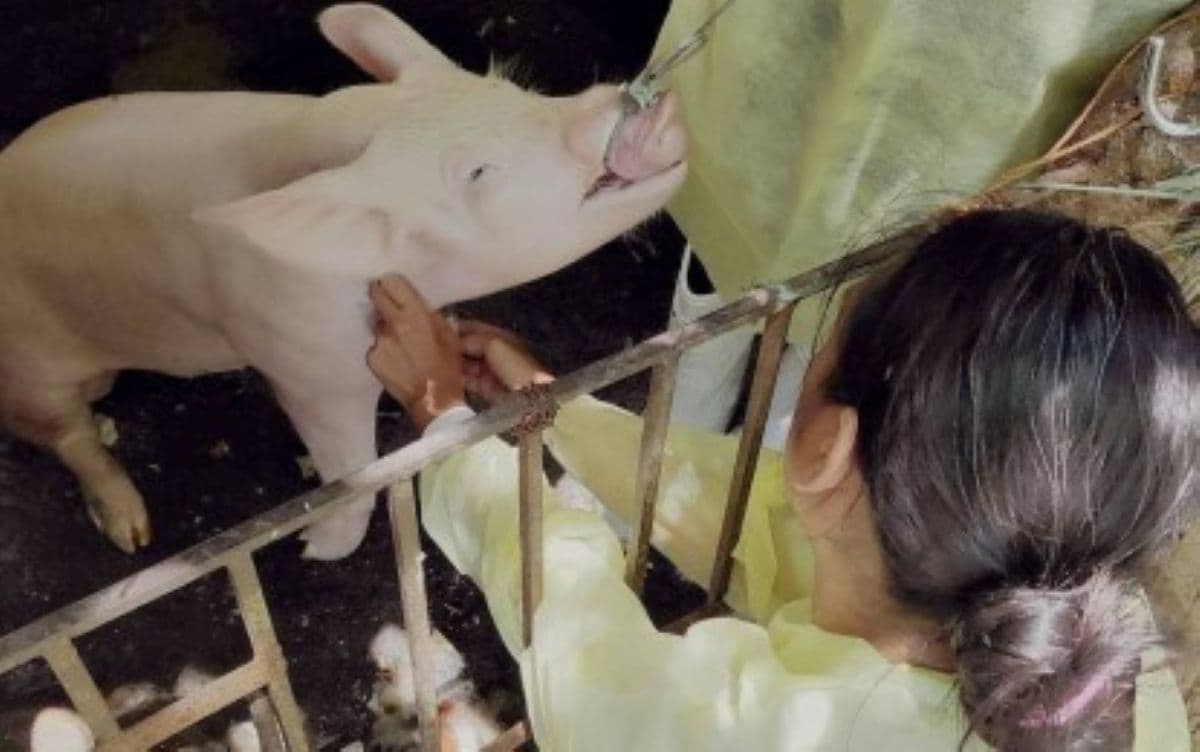 Bagong kaso ng ASF natuklasan sa tatlong LGU sa Negros Oriental; mga baboy pinatay