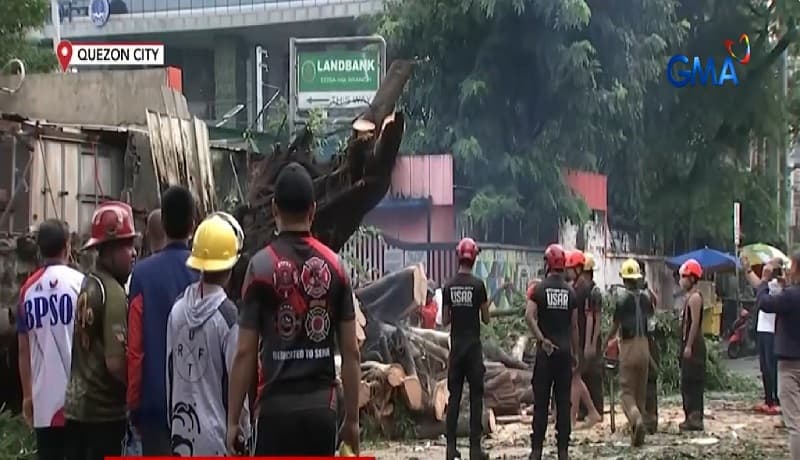 Malaking puno ng balete, bumagsak sa Quezon City; isang babae ang nasawi