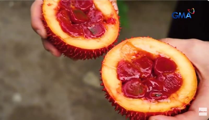 Tuklasin ang Gac Fruit: Isang Prutas na Mistulang Dugo at Puno ng Benepisyo