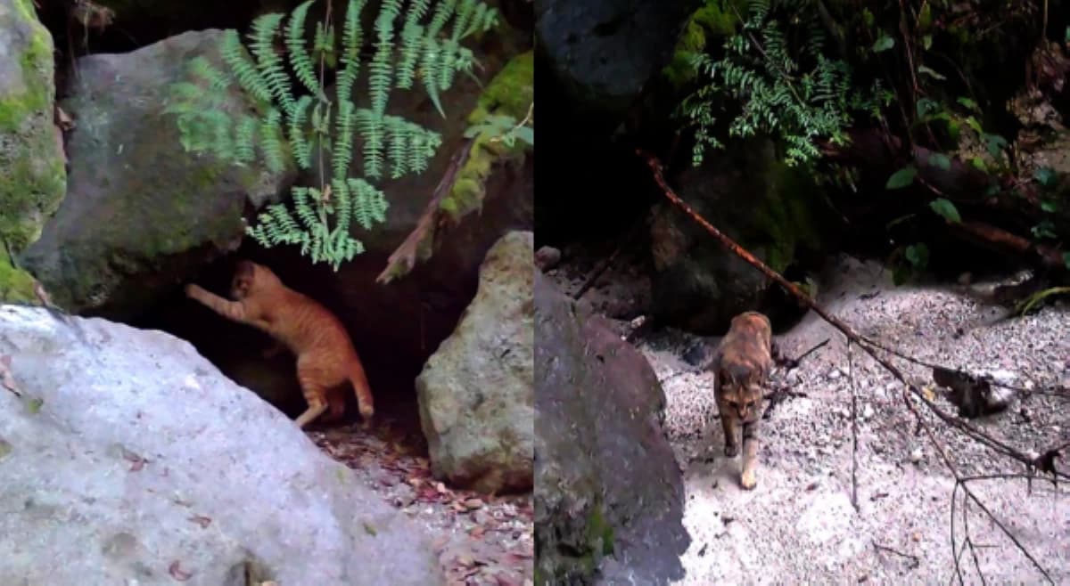 DENR, itinuturing na ‘growing threat’ pagdami ng gumagalang pusa sa Mt. Apo