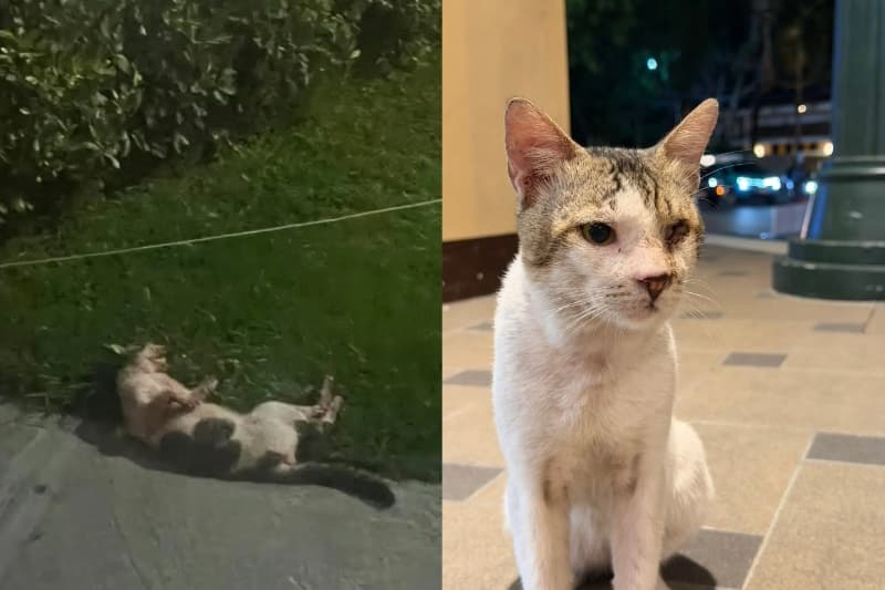 Isang mata na pusa sa komunidad, nasagasaan sa McKinley Hill