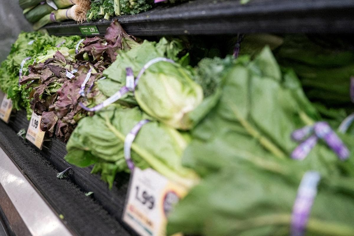 Pagbawi ng mga Babala sa Lettuce sa Michigan, Ngunit Patuloy ang Pag-aalala sa Cyclospora