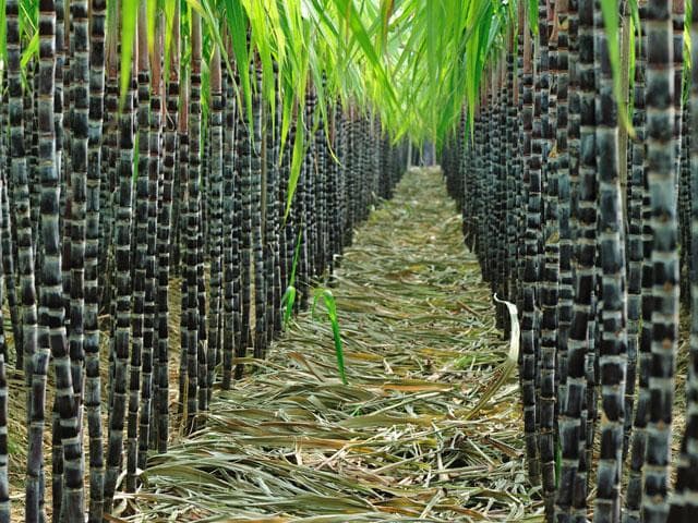Panukalang P5 Bilyon para sa Industriya ng Asukal at Limitadong Pag-aangkat, Inihain sa Kamara