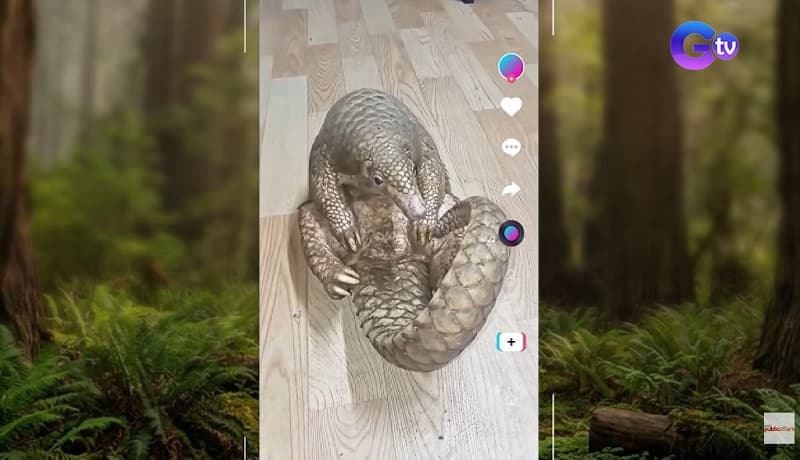 Kakaibang Pangolin, Pumasok sa Tahanan sa Cavite