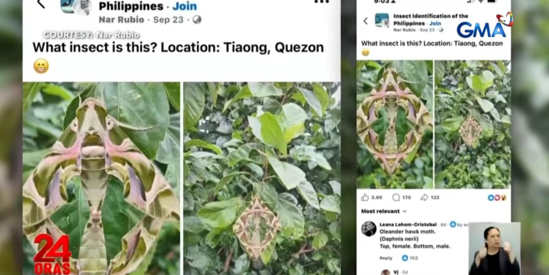 Larawan ng 'mga dahon' sa Quezon, natuklasang dalawang nag-uusap na mga gamu-gamo