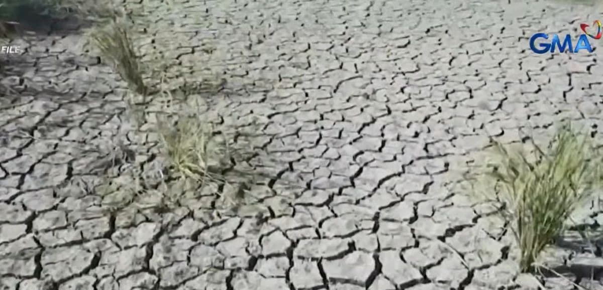 P6.87-B na Pinsalang Agrikultural na Naitala ng DA sa Gitna ng Patuloy na Epekto ng El Niño