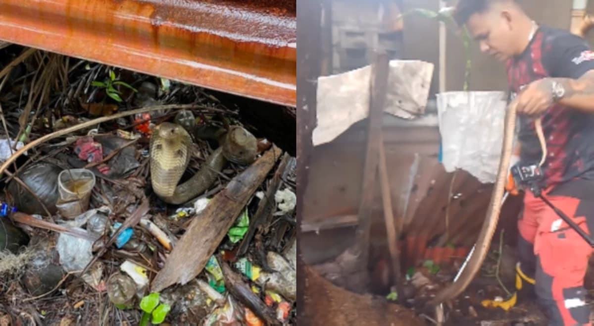 Cobra, nahuli sa harap ng eskwelahan sa Kawit; mga residente umaasa na hindi ito nag-iisa