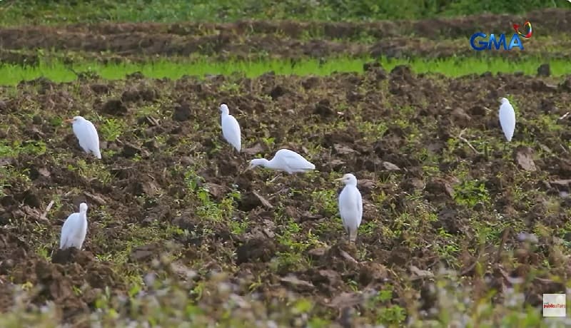 Cagayan: Mga Ibon sa Agrikultura, Kaibigan o Kaaway ng mga Magsasaka?